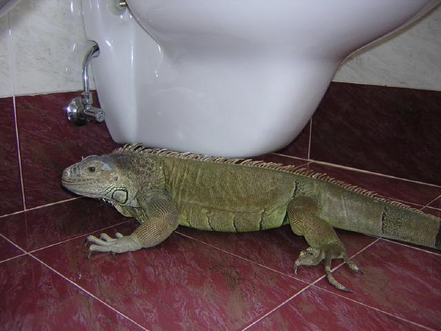 Avana, l'iguana di Gabriele, in bagno prima della partenza per l'escursione