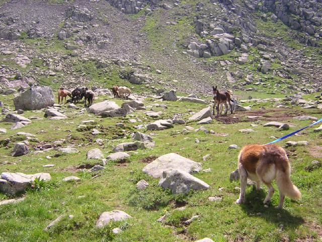 cavalli in riva ai laghetti delle Aie