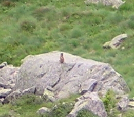 la marmotta