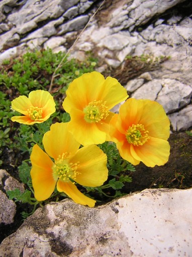 fiori lungo la ferrata Nico Gusella 