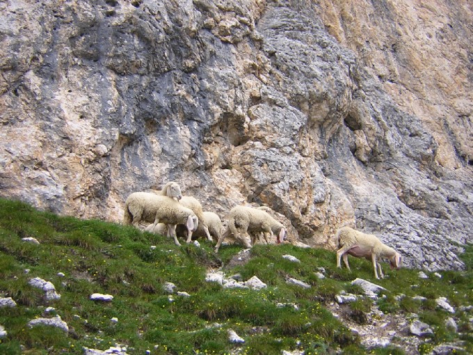 pecore, sotto il Porton