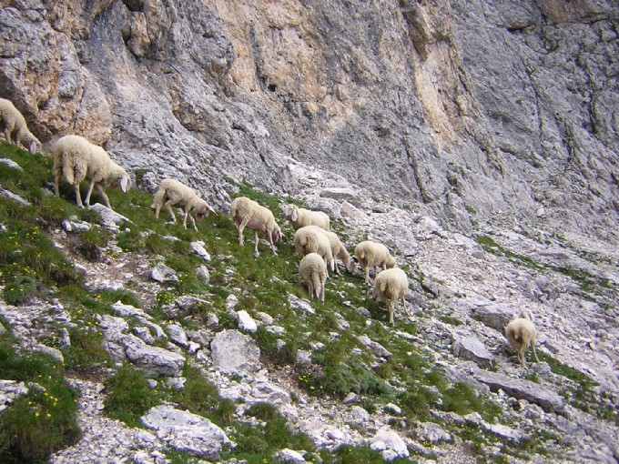 pecore, sotto il Porton