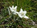 stelle alpine