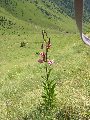 stelle alpine
