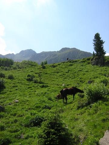cavalli a Moregna
