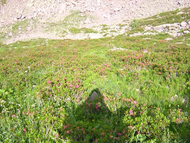 rododendri in Valmaggiore
