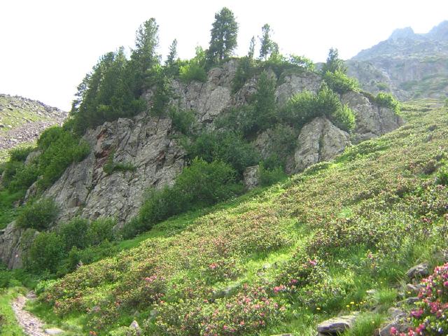 rododendri in Valmaggiore