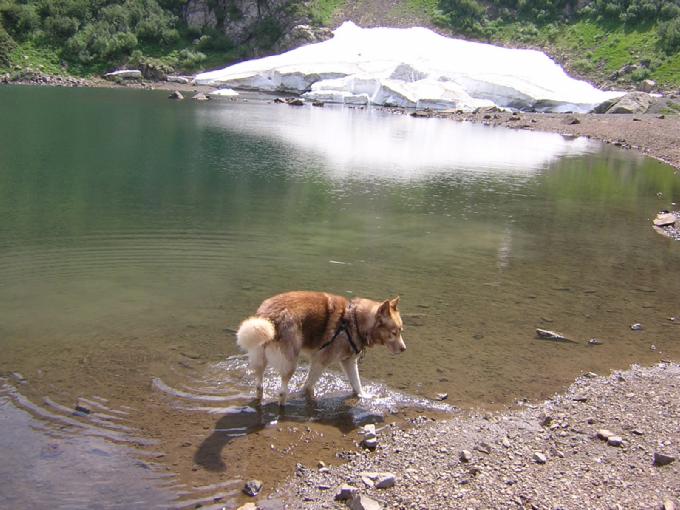 Artik assaggia l'acqua del lago