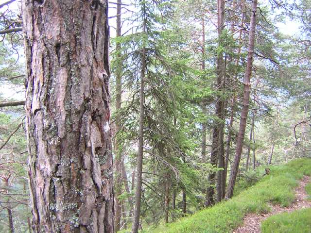 il sentiero che risale nel bosco sopra Ziano