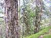 il sentiero che risale nel bosco sopra Ziano