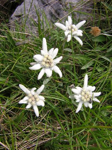 stelle alpine