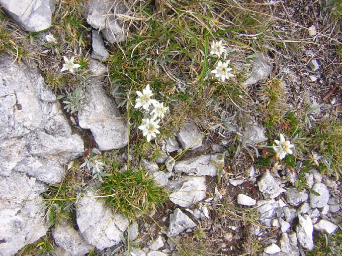 stelle alpine a Pizzancae