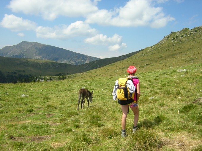 l'asinello di baito Val Bona (ha quindici giorni!)