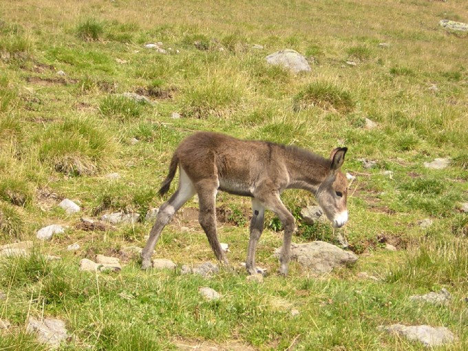 l'asinello di baito Val Bona (ha quindici giorni!)