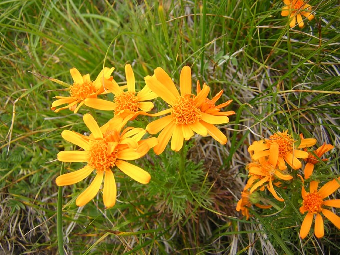 fiori delle Dolomiti (famiglia Asteracee, specie?)