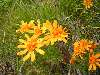 fiori delle Dolomiti (famiglia Asteracee, specie?)