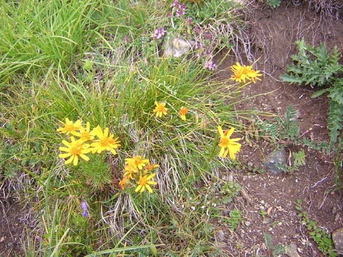 fiori delle Dolomiti (famiglia Asteracee, specie?)