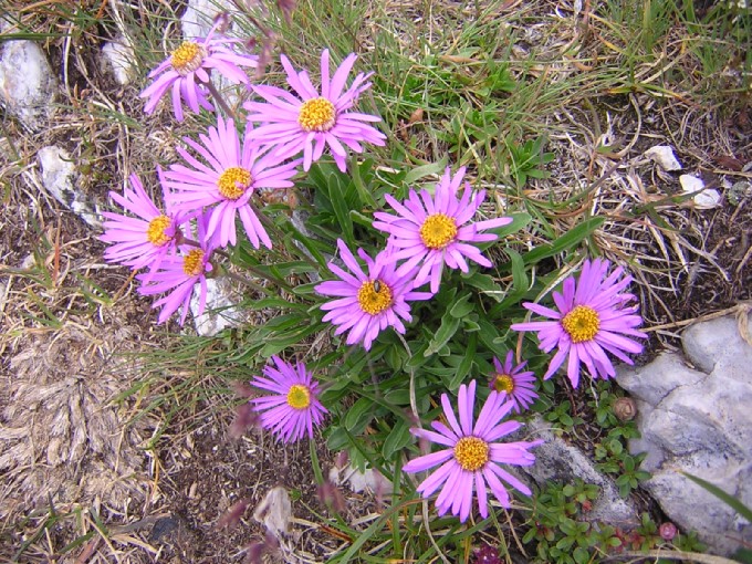 fiori delle Dolomiti: astro alpino