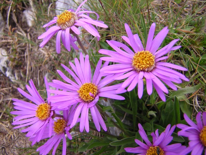 fiori delle Dolomiti: astro alpino