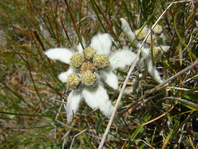 fiori delle Dolomiti: stella alpina