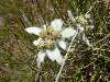 fiori delle Dolomiti: stella alpina