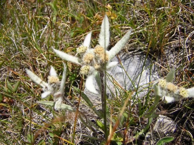 fiori delle Dolomiti: stella alpina