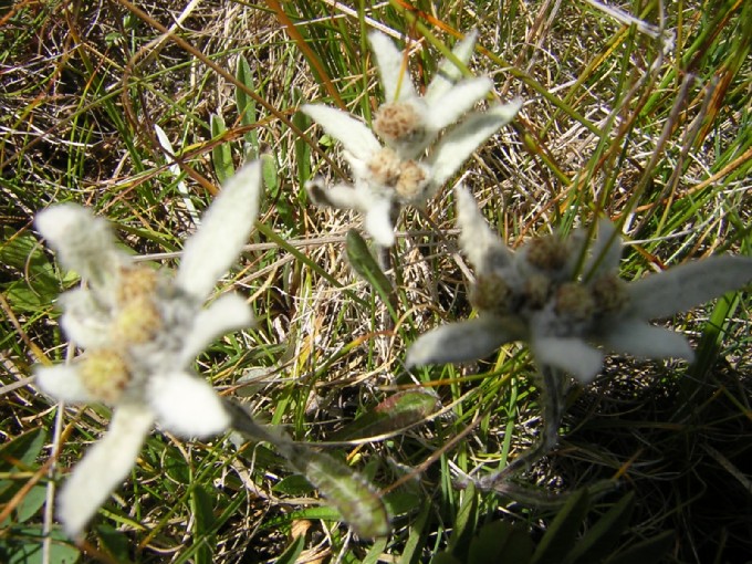 fiori delle Dolomiti: stella alpina