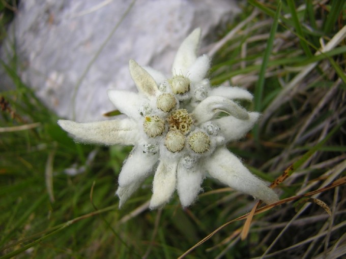 fiori delle Dolomiti: stella alpina