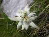 fiori delle Dolomiti: stella alpina