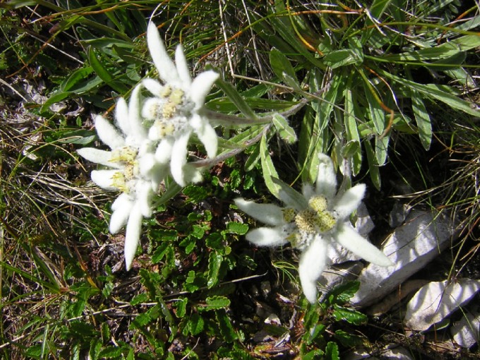 fiori delle Dolomiti: stella alpina