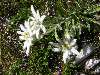 fiori delle Dolomiti: stella alpina
