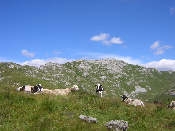 mucche sulla cresta di Viezzena