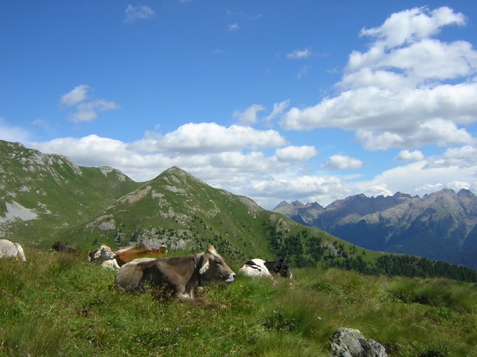 mucche sulla cresta di Viezzena