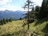 albero con segnavia, sopra la malga dele Vache