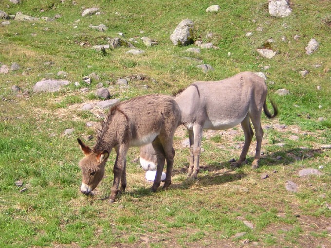 asini alla Malga di Valmaggiore