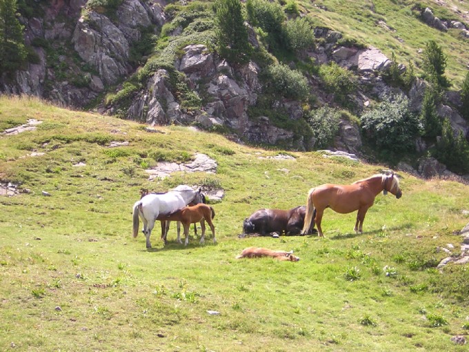cavalli sopra il lago delle Trute