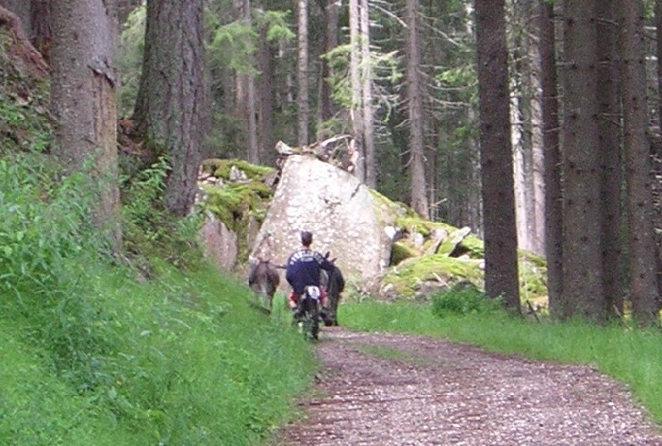 gli asini