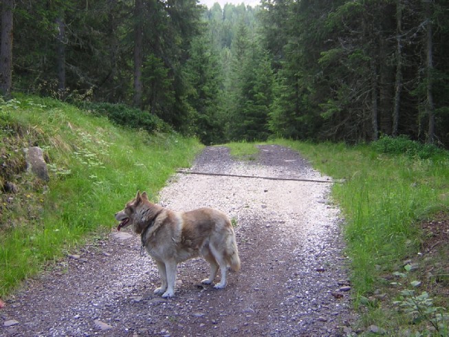 la stradina verso Cece