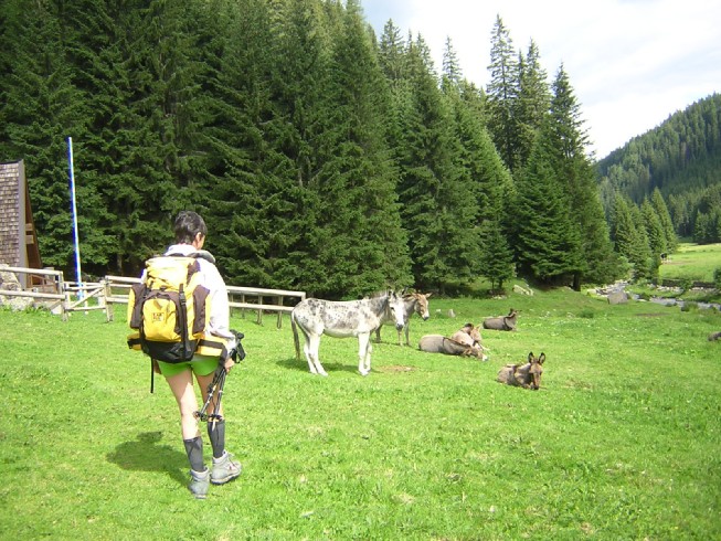 gli asini a Malga Valmaggiore