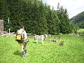 gli asini a Malga Valmaggiore