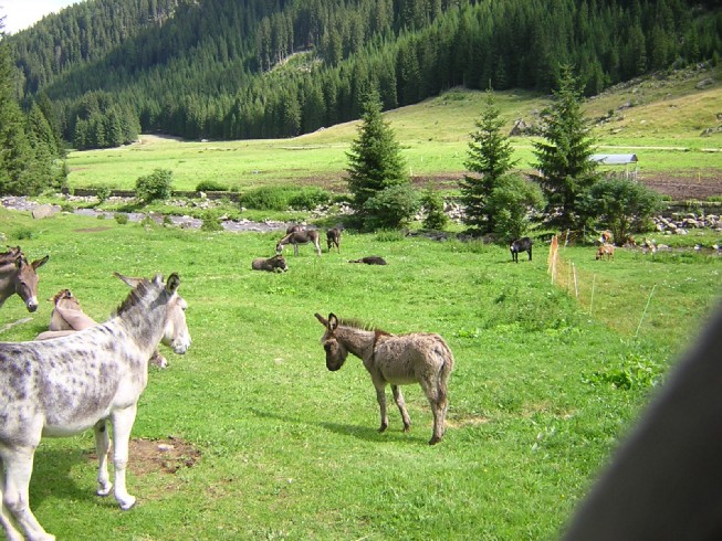 gli asini a Malga Valmaggiore
