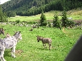 gli asini a Malga Valmaggiore