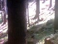 camoscio nel bosco