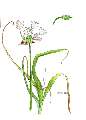 Allium roseum