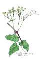 Clematis vitalba