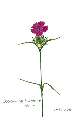 Dianthus carthusianorum