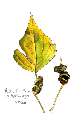 Galla fauciforme