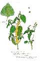 Mercurialis annua