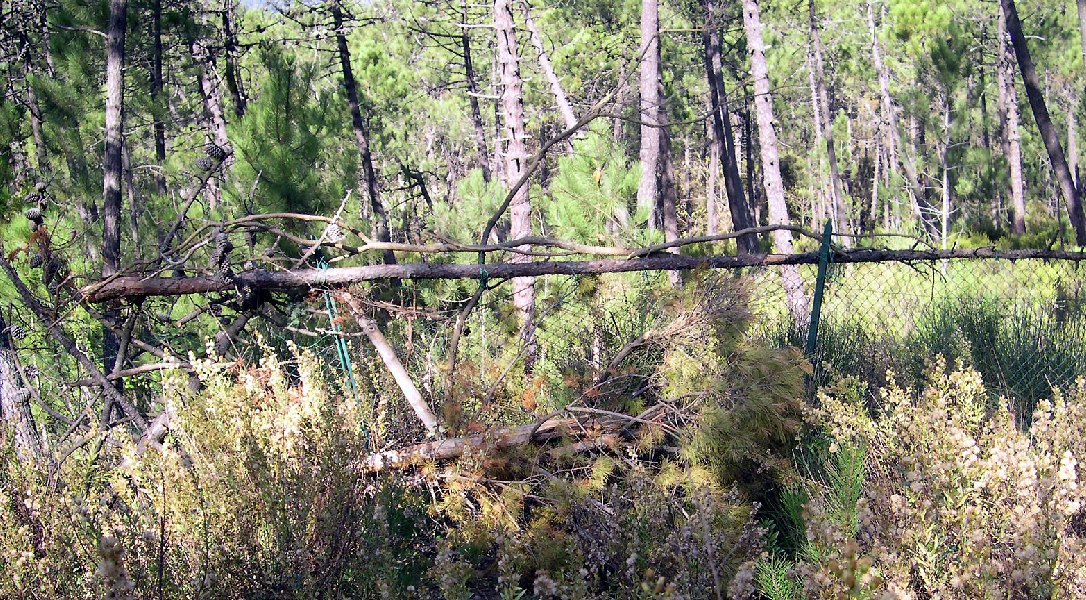 ricostruzione della recinzione divelta con riporto di tronchi e ramaglie di pino secco