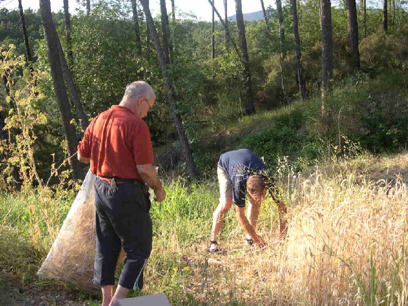raccolta a mano del grano, come una volta